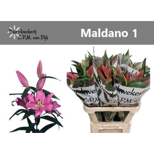 LI OT MALDANO