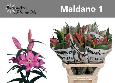 <h4>LI OT MALDANO</h4>