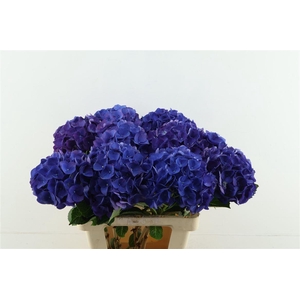 Hydr M Anne 65-22