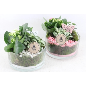 Arr2 Pl - Glas Denta 285/5 - Roze/wit