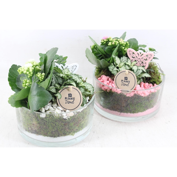 <h4>Arr2 Pl - Glas Denta 285/5 - Roze/wit</h4>