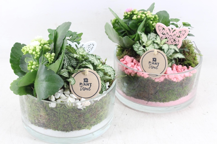 <h4>arr2 PL - Glas denta 285/5 - roze/wit</h4>