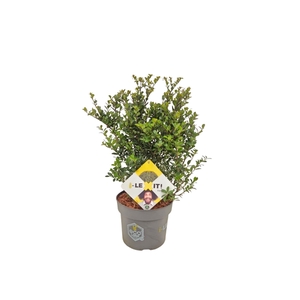 Ilex crenata Dark Green, P19, Struik 30-40cm