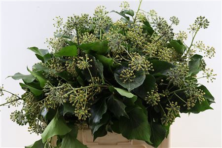 <h4>Hedera</h4>