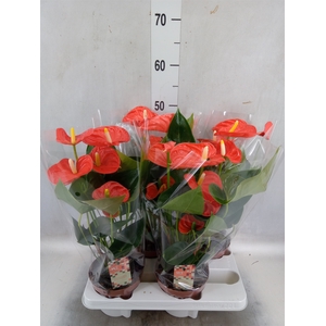 Anthurium andr. 'Sierra Orange'