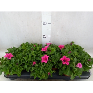 Petunia  'Surfinia Hot Pink'