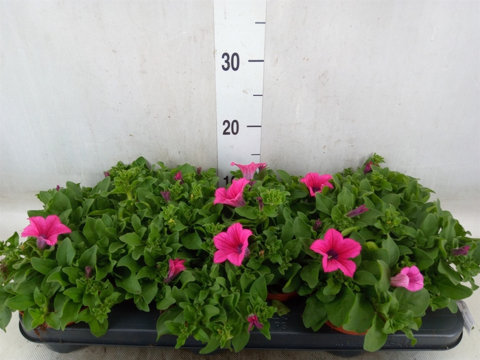 <h4>Petunia  'Surfinia Hot Pink'</h4>