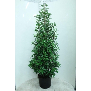 Prunus lusit. 'Angustifolia'