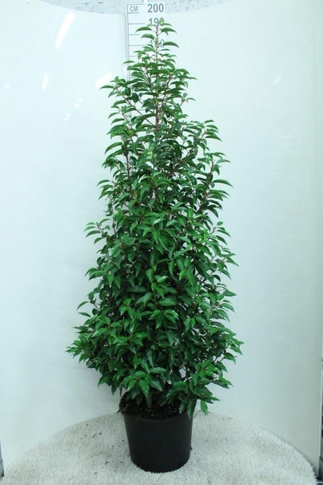 <h4>Prunus lusit. 'Angustifolia'</h4>