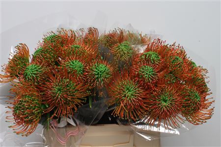 <h4>Leuco Klbh Green</h4>