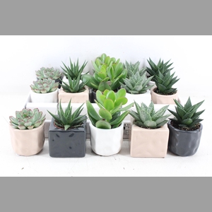 arr3 OV - Ker. davos mix