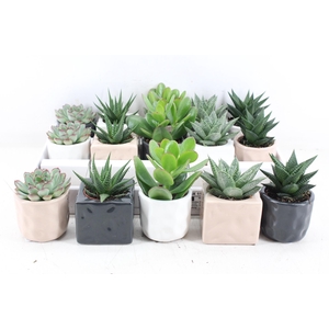 arr3 OV - Ker. davos mix