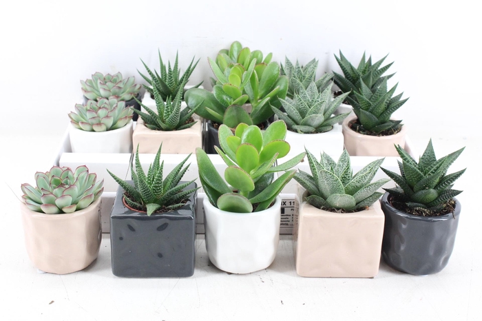 <h4>arr3 OV - Ker. davos mix</h4>