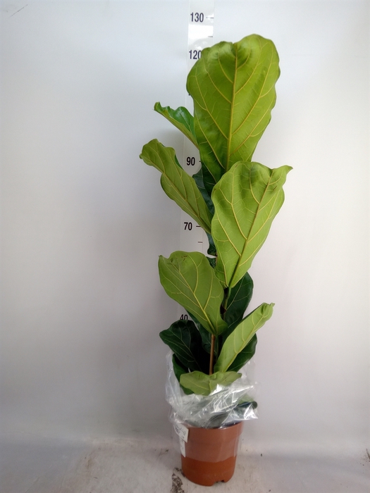 <h4>Ficus lyrata</h4>