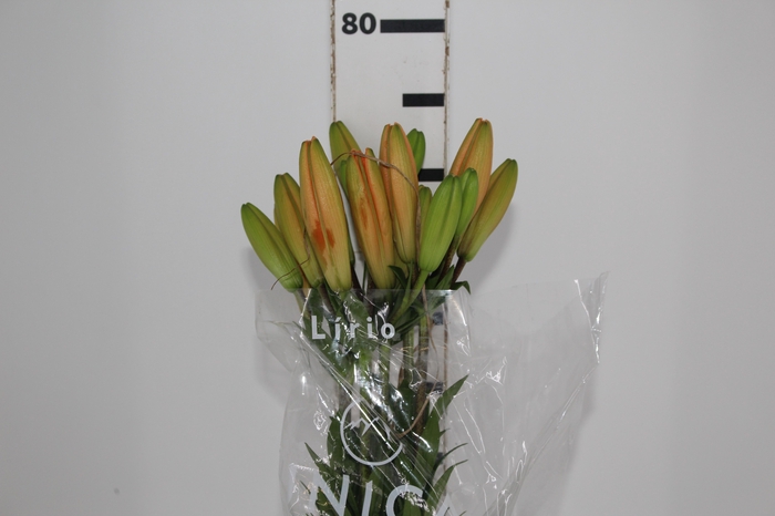 <h4>LIRIO HONESTY 080 CM HT 2/3 FLS</h4>