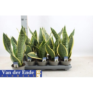 SANSEV FUTURA SUPERB