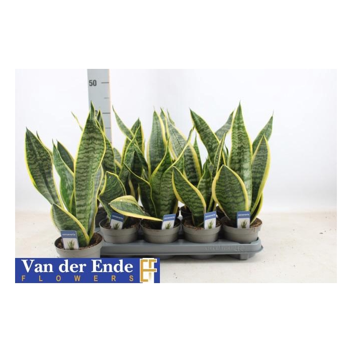 <h4>SANSEV FUTURA SUPERB</h4>