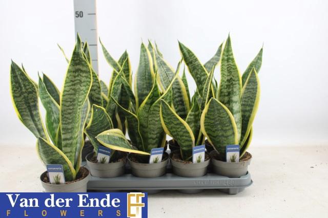 SANSEV FUTURA SUPERB