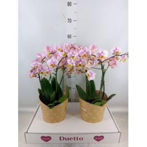 Phalaenopsis multi.   ...rose