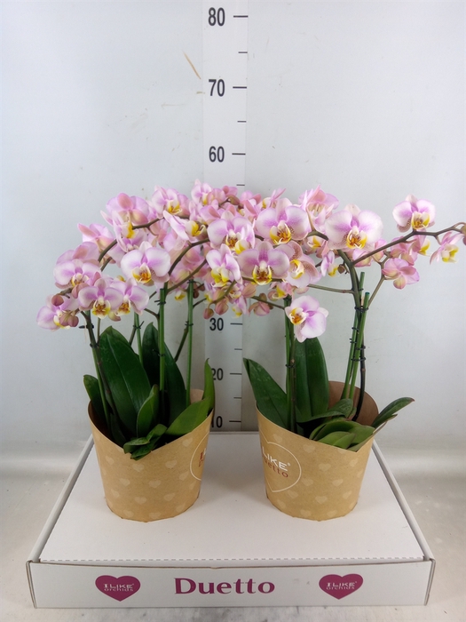 <h4>Phalaenopsis multi.   ...rose</h4>