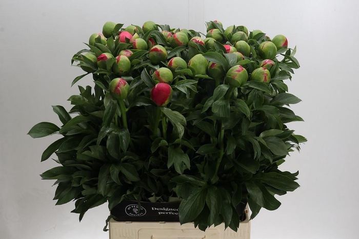 <h4>Paeonia Coral Sunset</h4>