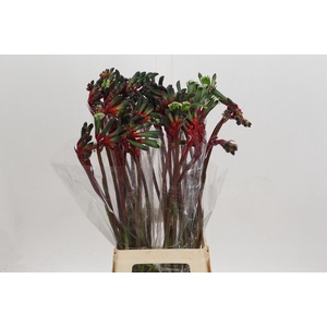 Anigozanthos Royal Cheer