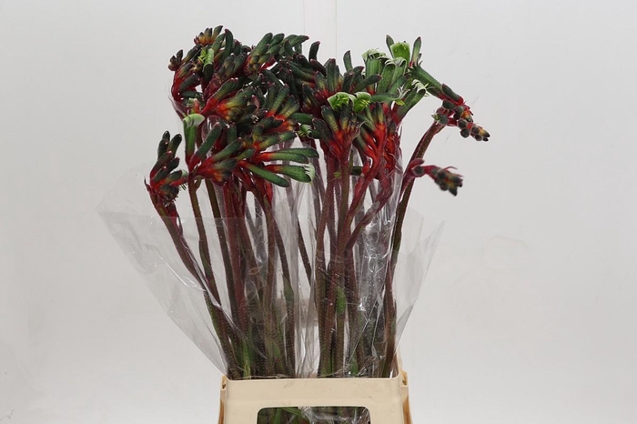 <h4>Anigozanthos Royal Cheer</h4>