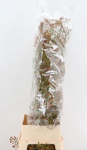 <h4>ROSA CORALLO ORANGE EXTRA 140CM</h4>