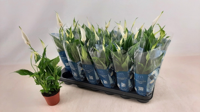 <h4>SPATH CHOPIN</h4>