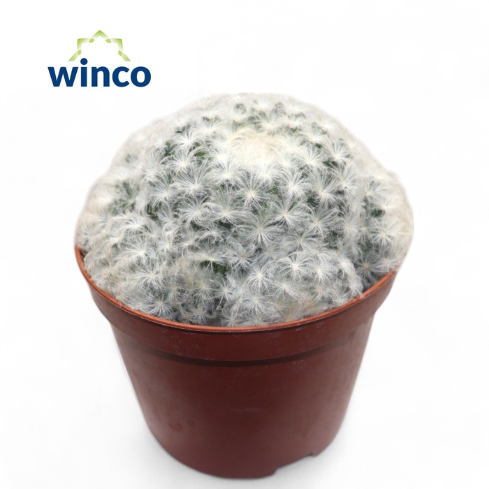 <h4>Mammillaria Plumosa</h4>