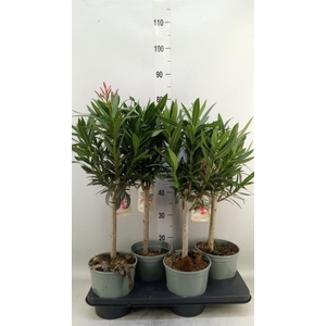 Nerium oleander   ...