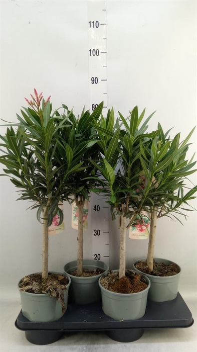 <h4>Nerium oleander   ...</h4>
