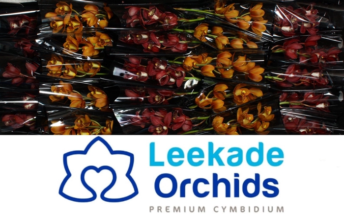 <h4>Cymbidium Mini Autumn Mix X25 Leekade</h4>