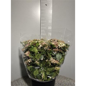 Viburnum M Flower Wit