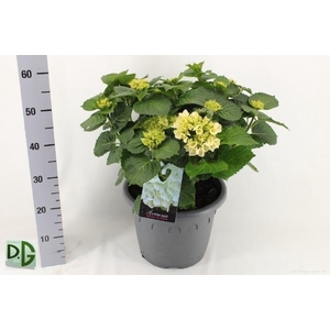 HYDR M CRYSTAL PALAC