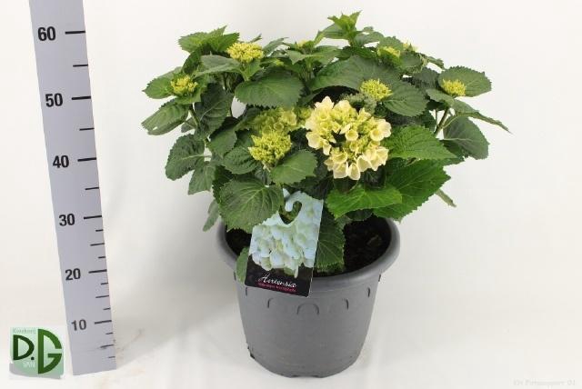 <h4>HYDR M CRYSTAL PALAC</h4>