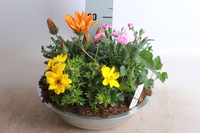 <h4>ARR TUINPLANTEN</h4>