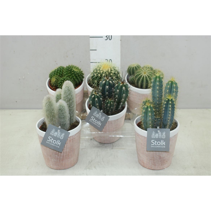 <h4>Cactus Gemengd Terra Keramiek</h4>