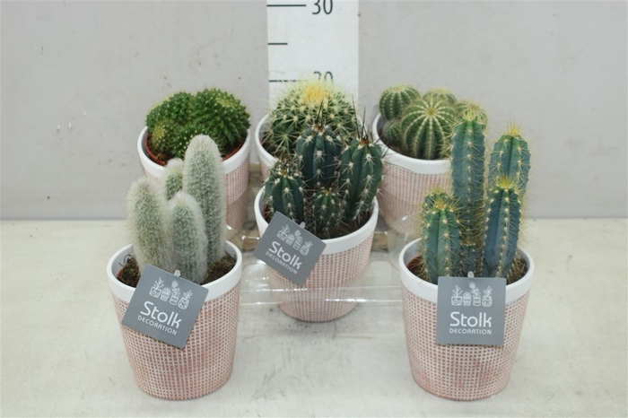 Cactus Gemengd Terra Keramiek