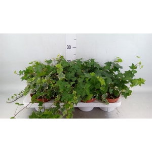 Hedera helix   ...mix 3
