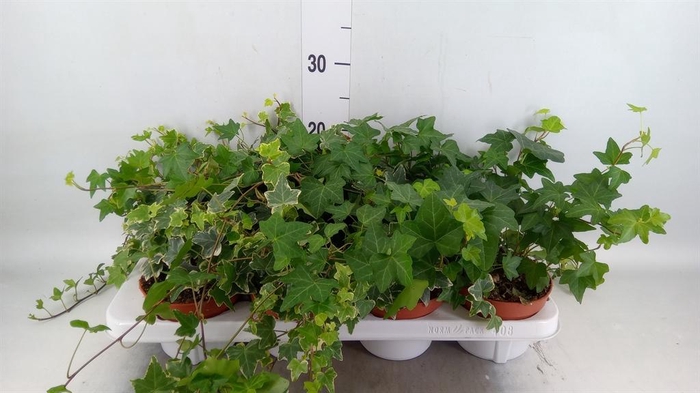 <h4>Hedera helix   ...mix 3</h4>