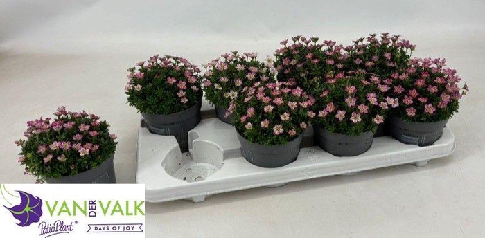 <h4>SAXIF AR ICE COL RED</h4>