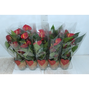 ANTHURIUM RED SUCCESS P12