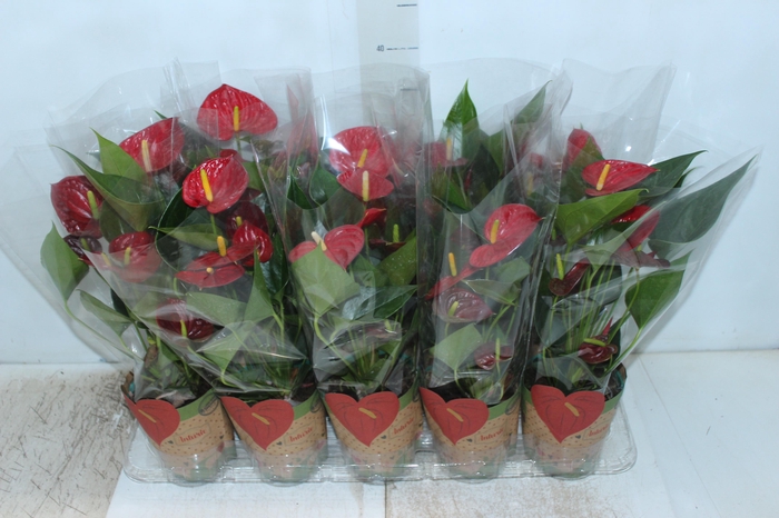 <h4>ANTHURIUM RED SUCCESS P12</h4>