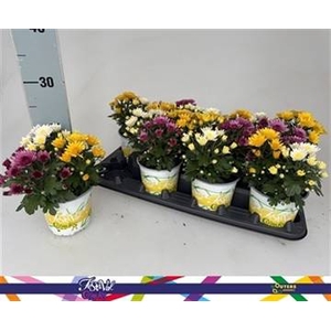 CHRYS GARDEN MUMS GM
