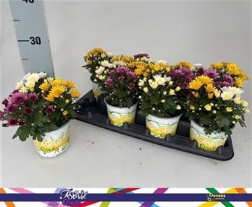 <h4>CHRYS GARDEN MUMS GM</h4>