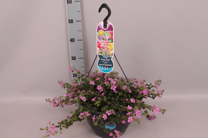 <h4>Hangpotten 27 waterreservoir Bacopa Rose</h4>