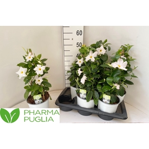 MANDE RIO WHITE
