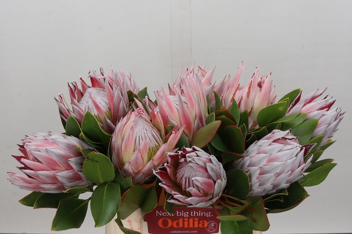 Protea Cynaroides