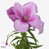 CLARKIA AM GR LAVEND